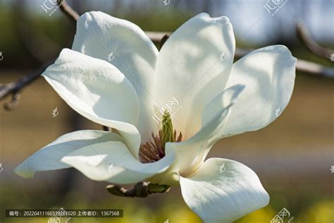 白玉蘭花種植禁忌|白玉兰花的养殖方法和注意事项 盆栽